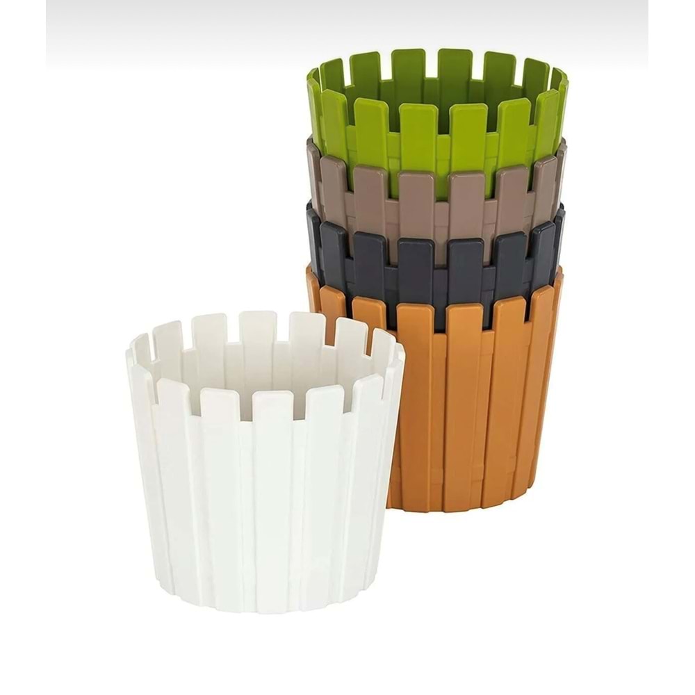 PROFAK85PN Akasya Kaktüs 5,5 Pastel Mix